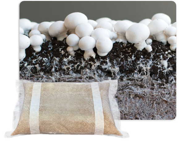 Commercial Mushroom Growing Products | Amycel and Spawn Mate